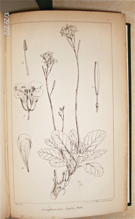 Niger Flora, or, An Enumeration of the Plants of...