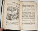A Manual of the Ornithology of the United States...