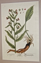 'Comfrey', engraving on copper, from A Curious H...