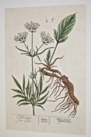 'Valerian', engraving on copper, from A Curious...