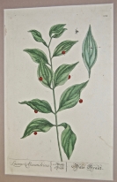 'Butchers Broom', engraving on copper, from A Cu...