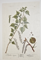 'Poplar', engraving on copper, from A Curious He...