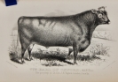  The Cattle Herd Book containing the Pedigrees o...